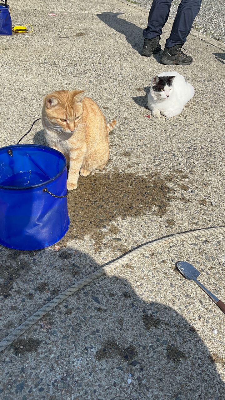 アジ