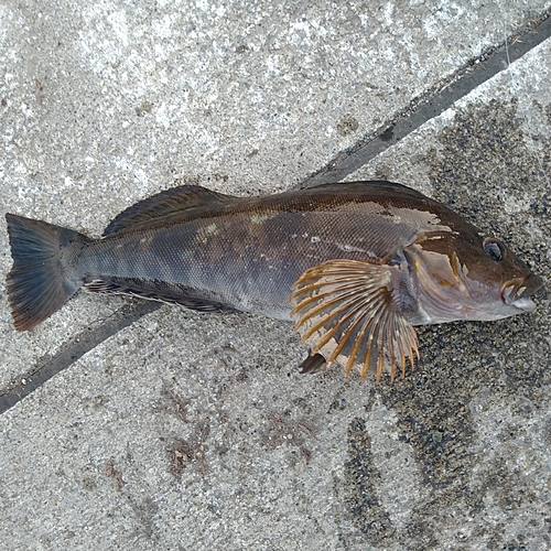 アブラコの釣果