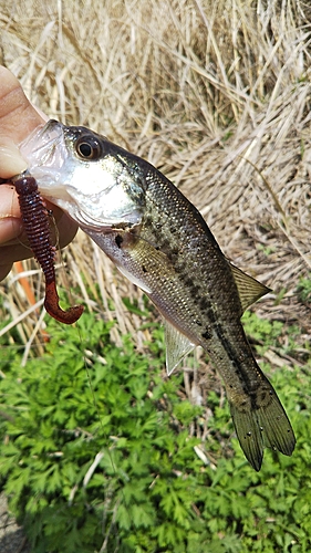 ラージマウスバスの釣果