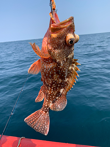 カサゴの釣果