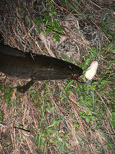 ライギョの釣果