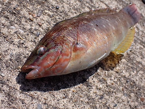 ホシササノハベラの釣果