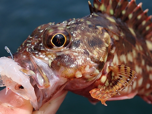 カサゴの釣果