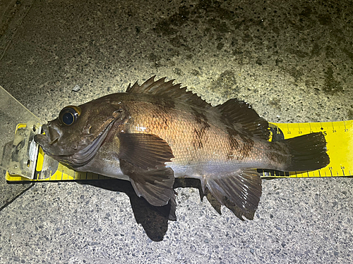 メバルの釣果