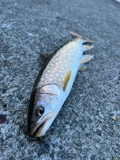 アメマスの釣果