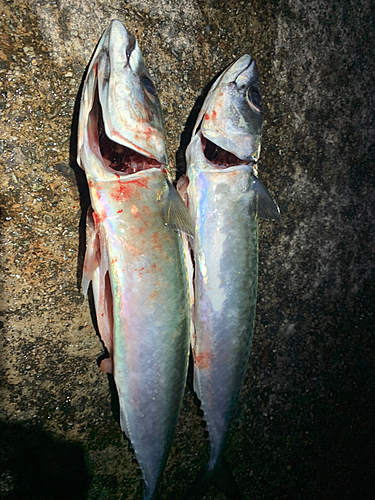 サバの釣果