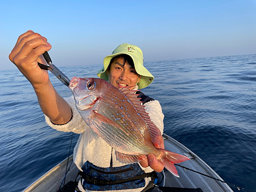 チダイの釣果