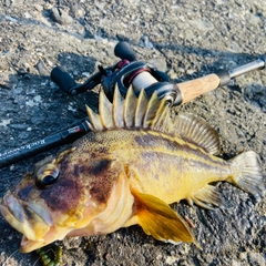 シマソイの釣果