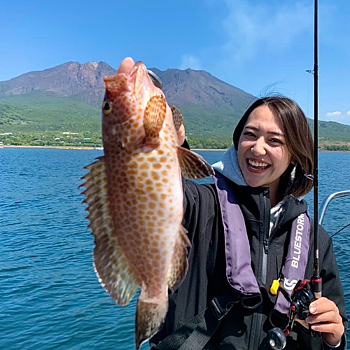 オオモンハタの釣果