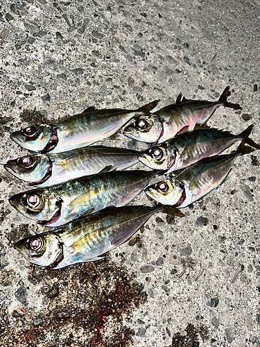 アジの釣果