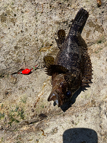 ムラソイの釣果