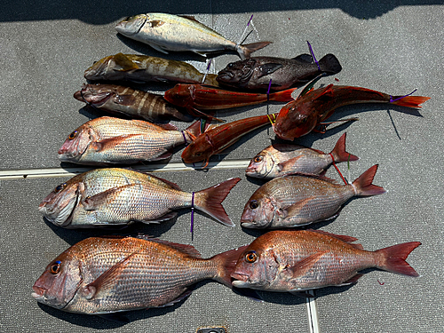 マダイの釣果