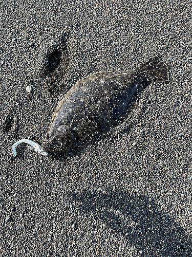 ソゲの釣果