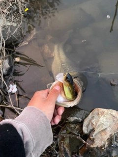 ラージマウスバスの釣果