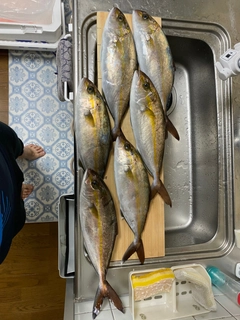 ショゴの釣果