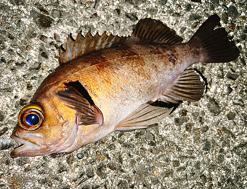 シロメバルの釣果