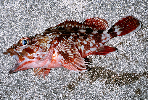 カサゴの釣果