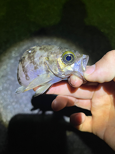 メバルの釣果