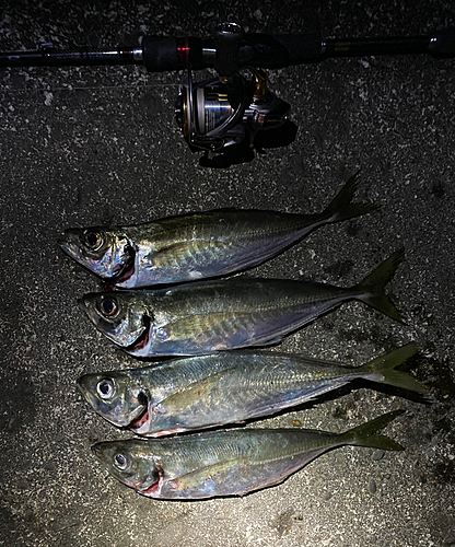 アジの釣果