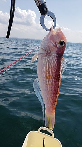 アマダイの釣果