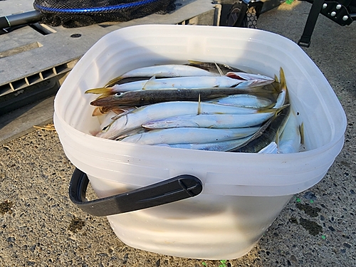 アカカマスの釣果