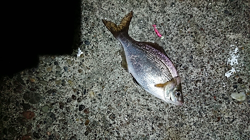 ウミタナゴの釣果