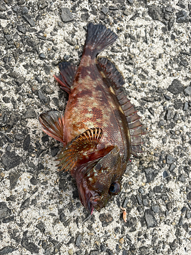 カサゴの釣果