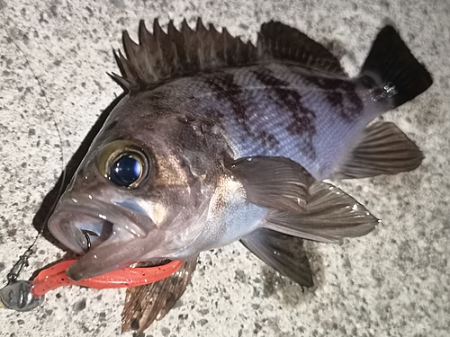 メバルの釣果