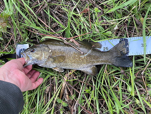 スモールマウスバスの釣果