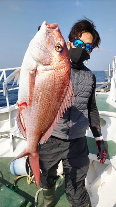 マダイの釣果