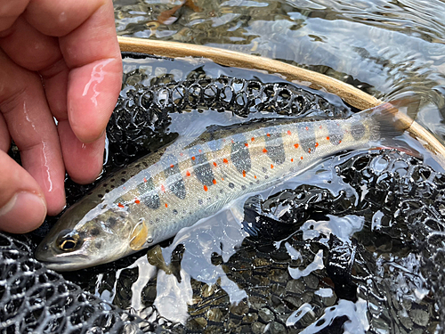 アマゴの釣果