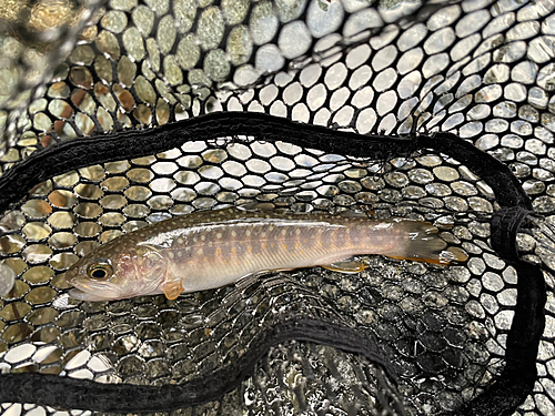 ニッコウイワナの釣果