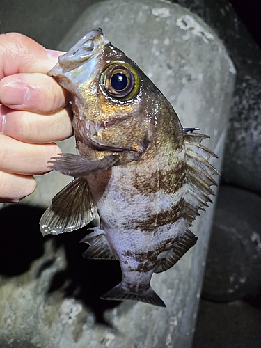 メバルの釣果