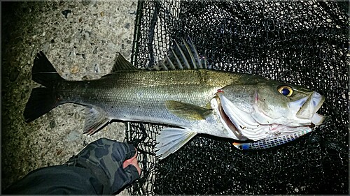 スズキの釣果