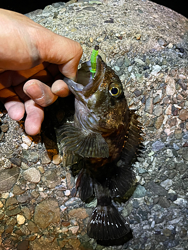 ガシラの釣果