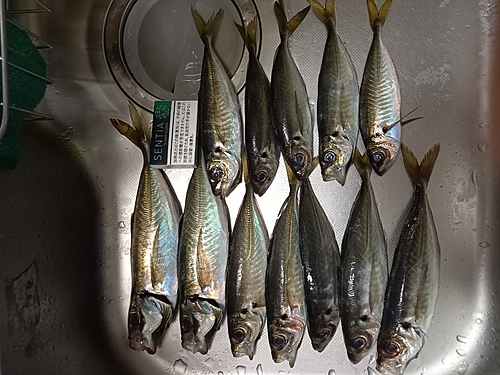 アジの釣果