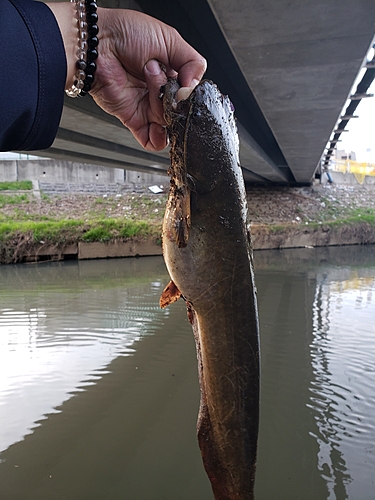 ナマズの釣果