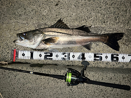 シーバスの釣果