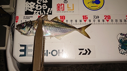 アジの釣果