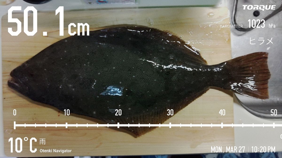 でっけさんの釣果 2枚目の画像