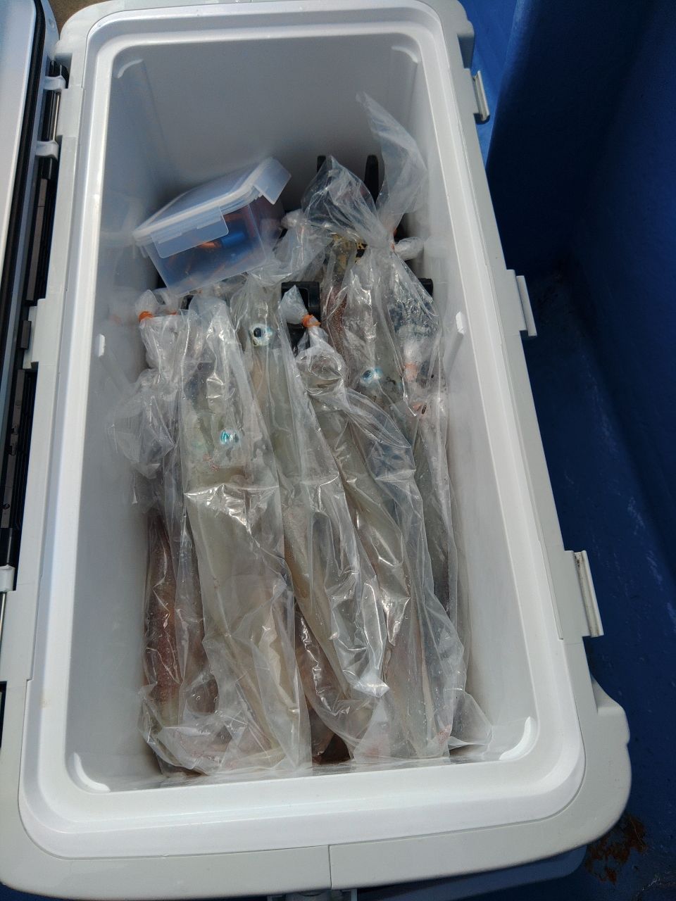 でっけさんの釣果 2枚目の画像