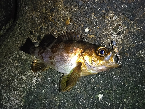 メバルの釣果