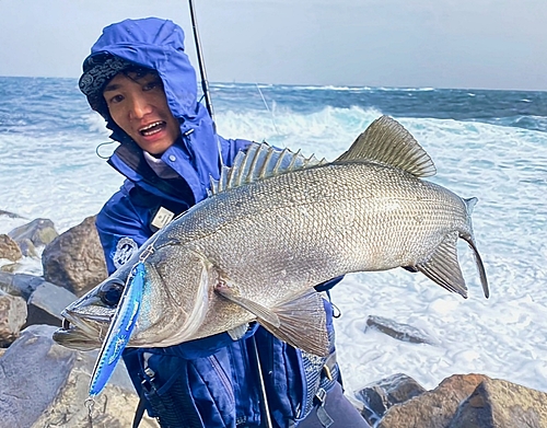 ヒラスズキの釣果