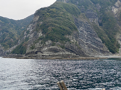 メジナの釣果