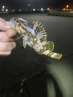 タケノコメバルの釣果