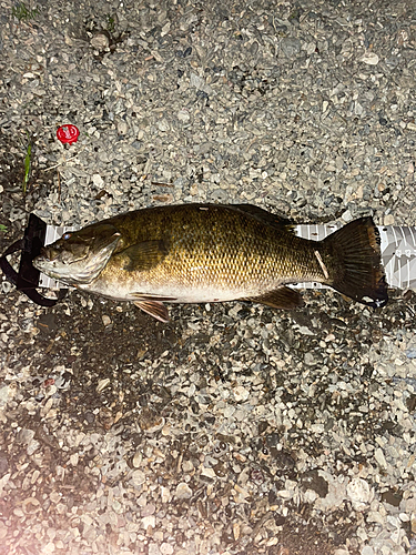 スモールマウスバスの釣果