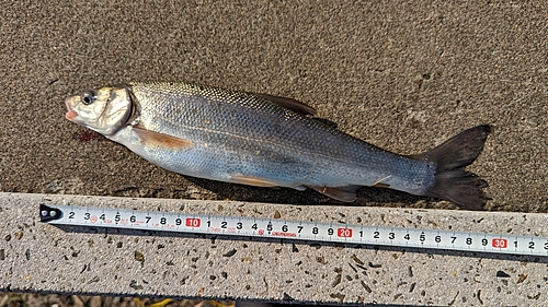 ウグイの釣果