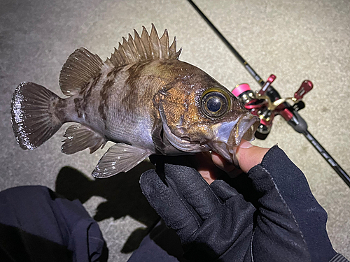 メバルの釣果