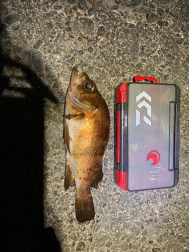 アカメバルの釣果