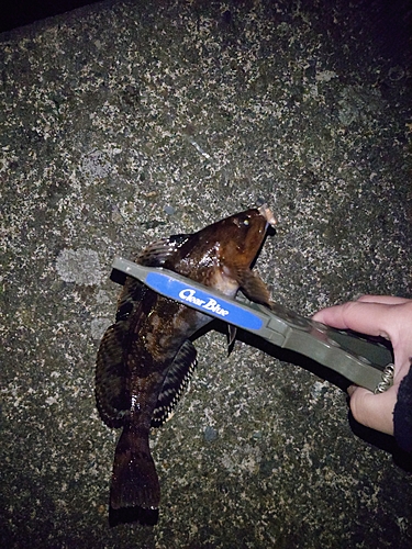 アイナメの釣果